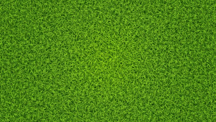 Ivy trimming and yard maintenance service