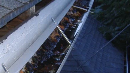Small animal near roof gutters