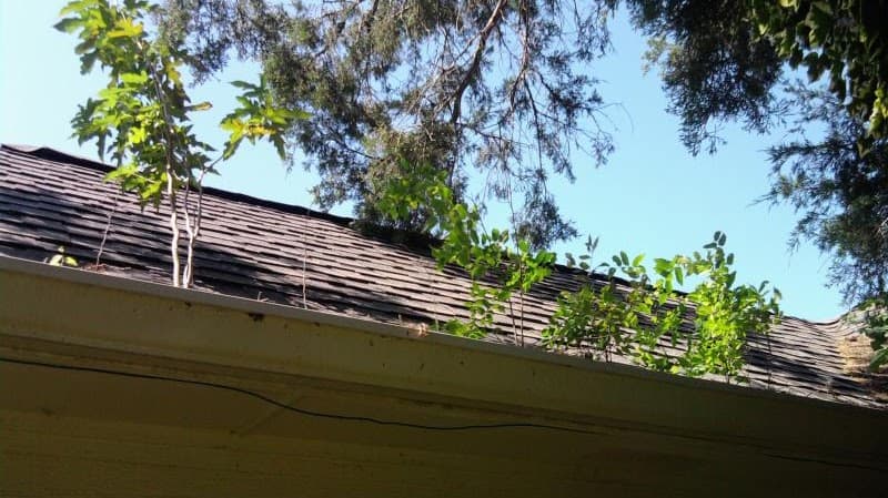 Plants growing in an eavestrough